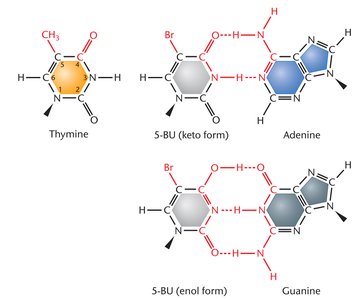 Base analogs and their pairing