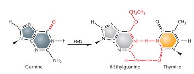 Alkylating agent-induced base modification