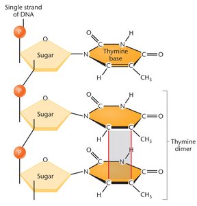 Formation of thymine dimers by UV radiation