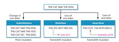 Examples of point, deletion, and insertion mutations