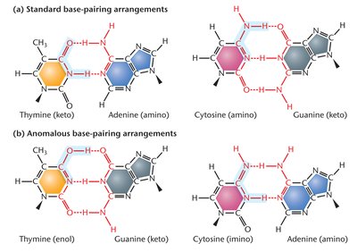 Standard and anomalous base-pairing arrangements