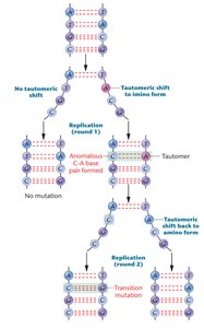 Tautomeric shift leading to transition mutation