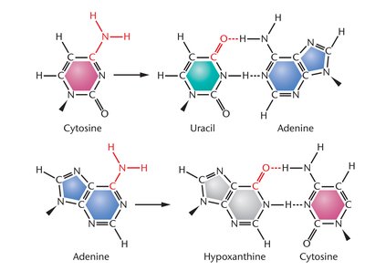 Depurination and deamination chemical changes