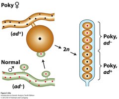 Diagram showing maternal inheritance in Neurospora poky mutants