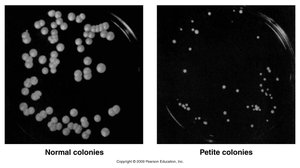 Normal and petite yeast colonies