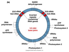 Diagram showing types of yeast petite mutants