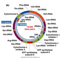 Circular map of cpDNA