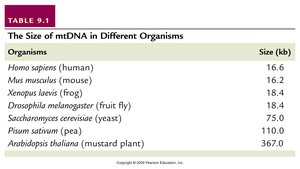 Circular map of mtDNA