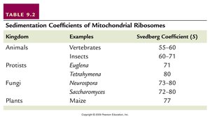 Table showing size of mtDNA in different organisms