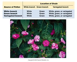 Table and photo of four o'clock plants showing maternal inheritance of leaf color