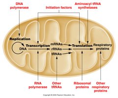 Table showing sedimentation coefficients of mitochondrial ribosomes