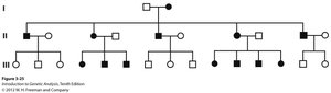 Diagram of mitochondrial gene expression