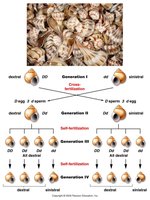 Diagram showing maternal effect in Ephesia pigmentation
