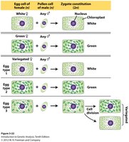 Diagram showing chloroplast inheritance in four o'clock plants