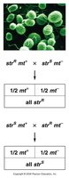 Diagram showing inheritance of strR in Chlamydomonas