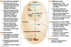 Mechanisms of gene regulation in eukaryotes