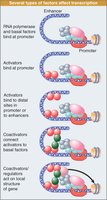 Types of factors affecting transcription