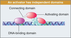 Domains of a transcription activator