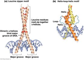 Alpha helix fitting into major groove of DNA