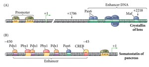Complex regulation of eukaryotic genes