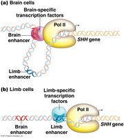 Cell-type specific gene activation by different enhancers