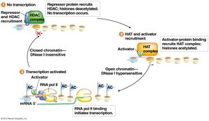 Chromatin modification by repressors