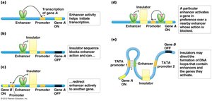 Insulator elements in gene regulation