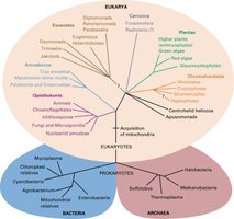 Evolutionary tree showing relatedness between living organisms