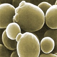 Yeast cells