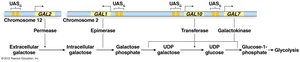 GAL gene cluster and pathway