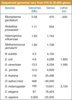 Table of genome sizes and gene numbers across species