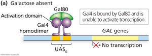 GAL4 and GAL80 regulation in absence of galactose