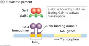 GAL4 activation in presence of galactose
