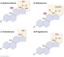 Structures of steroid hormones
