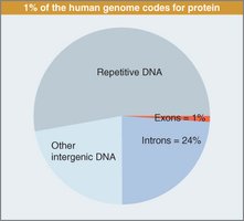 Pie chart of human genome composition