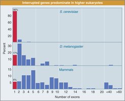 Distribution of exons in eukaryotic genes