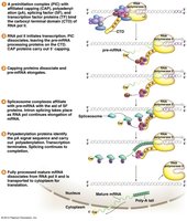 Steps of eukaryotic mRNA processing