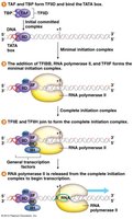 Steps in preinitiation complex assembly