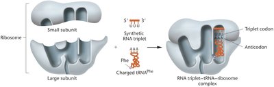 Triplet binding assay diagram