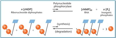 Polynucleotide phosphorylase reaction