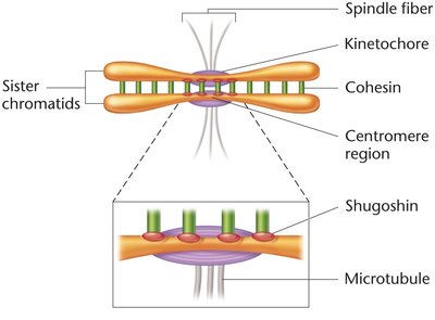 Kinetochore, cohesin, and shugoshin at centromere