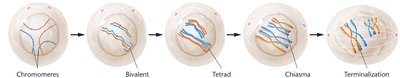 Meiotic prophase: chromosome pairing, bivalent, tetrad, chiasma