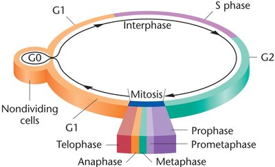 Cell cycle diagram