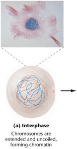 Interphase chromatin structure