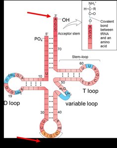 Secondary structure of tRNA showing loops and acceptor stem