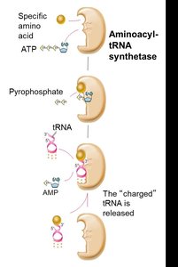 Charging of tRNA by aminoacyl-tRNA synthetase