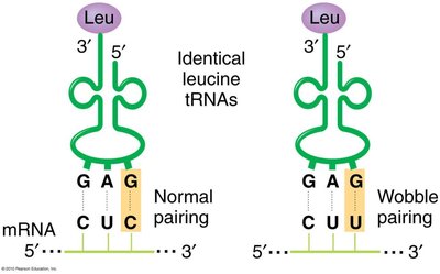 Wobble base pairing in tRNA-mRNA interaction