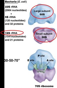Bacterial ribosome subunits and functional sites