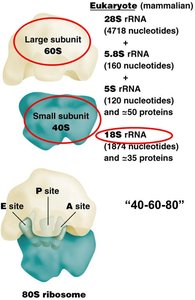 Eukaryotic ribosome subunits and functional sites