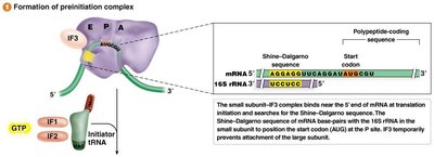 Formation of preinitiation complex in prokaryotes